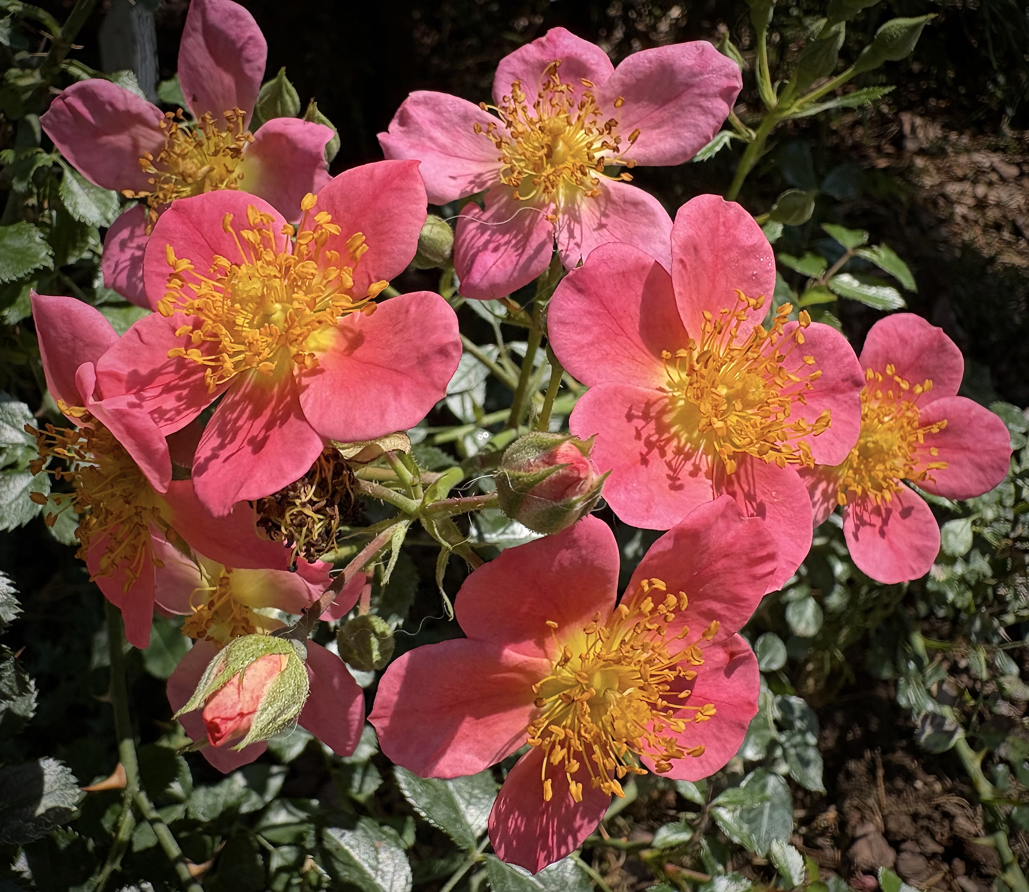 Rose Topolina ground cover rose with open pink flowers and yellow centers